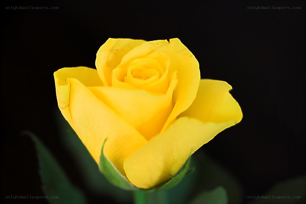 yellow rose in bloom