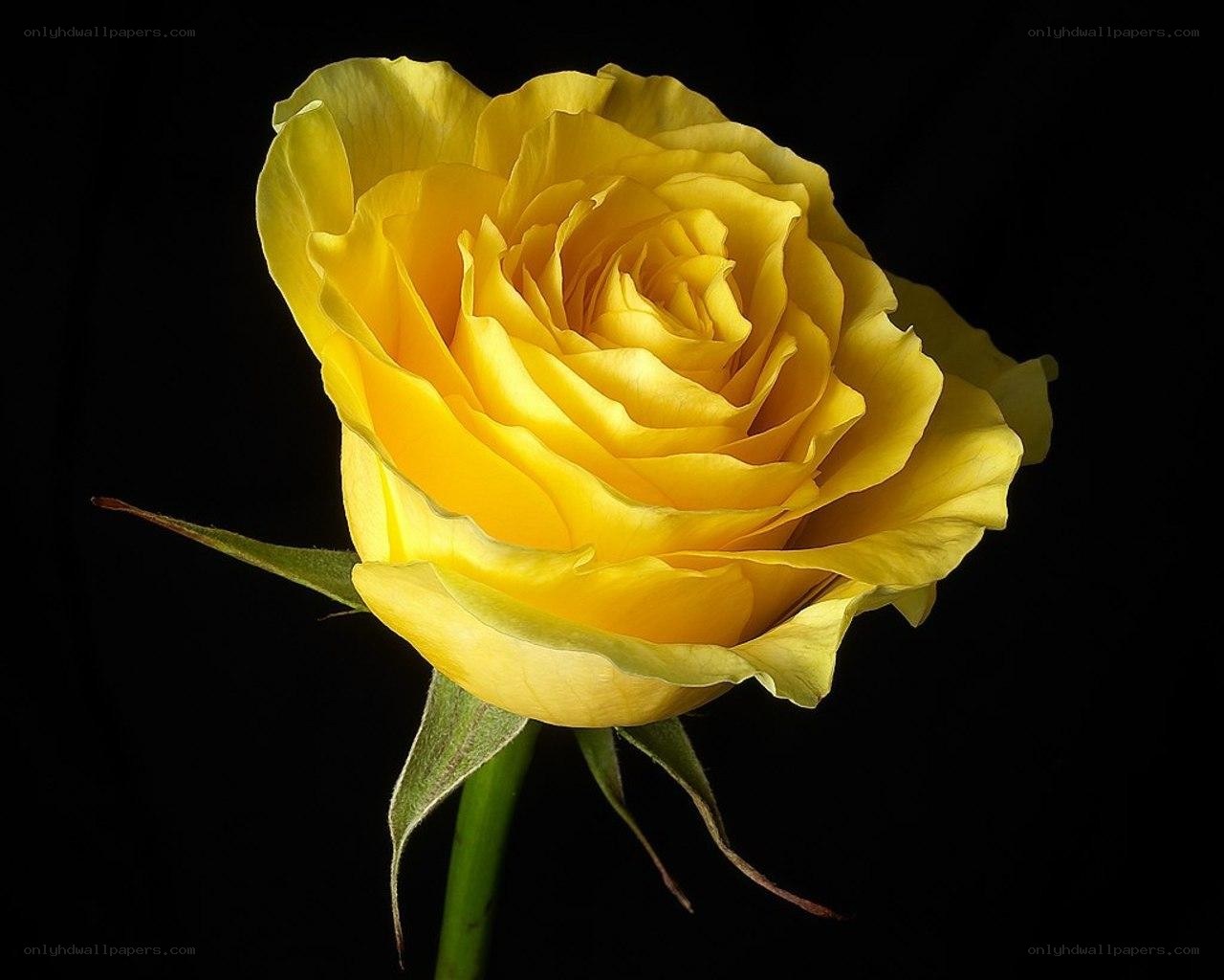 Yellow rose in bloom