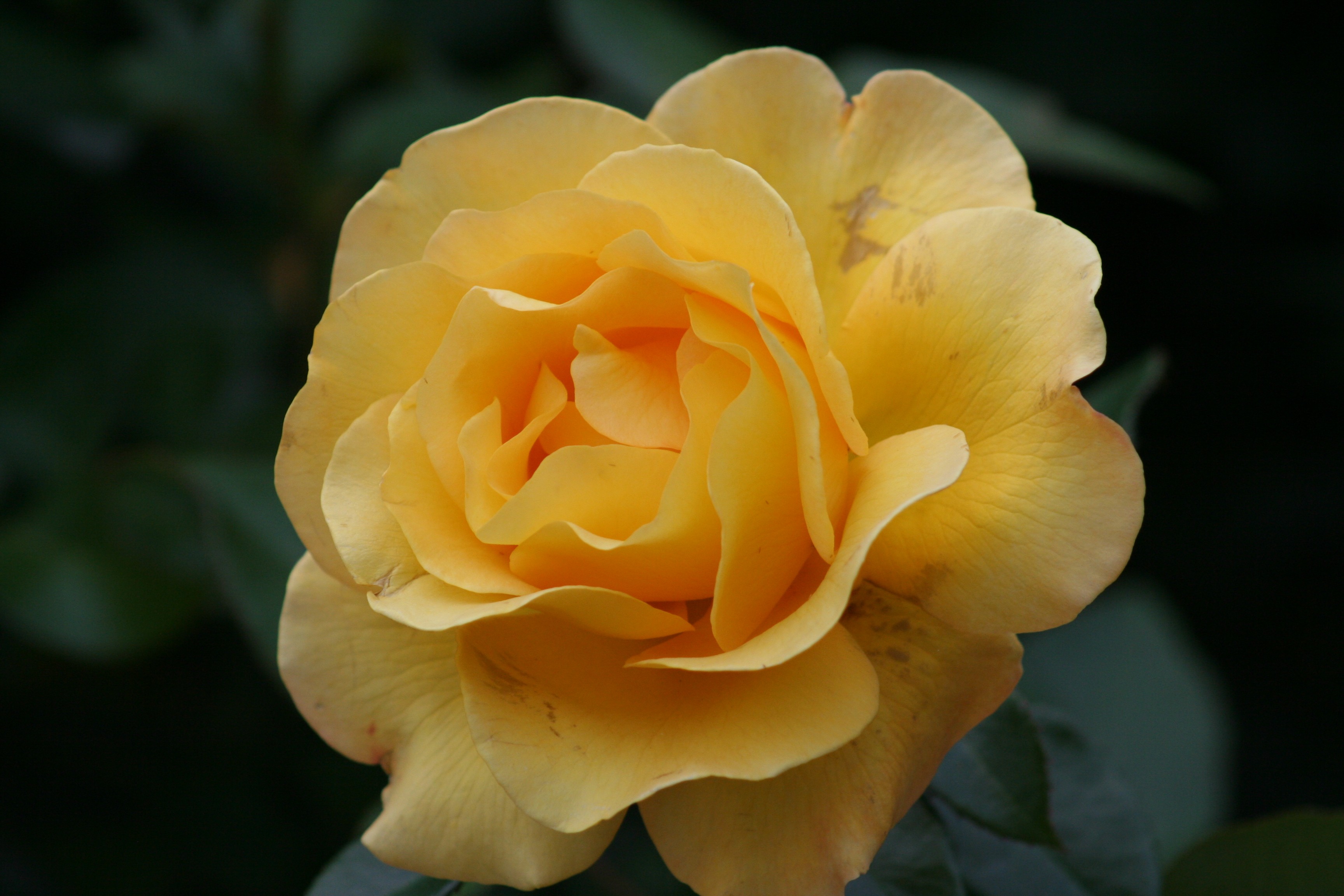 yellow rose in bloom