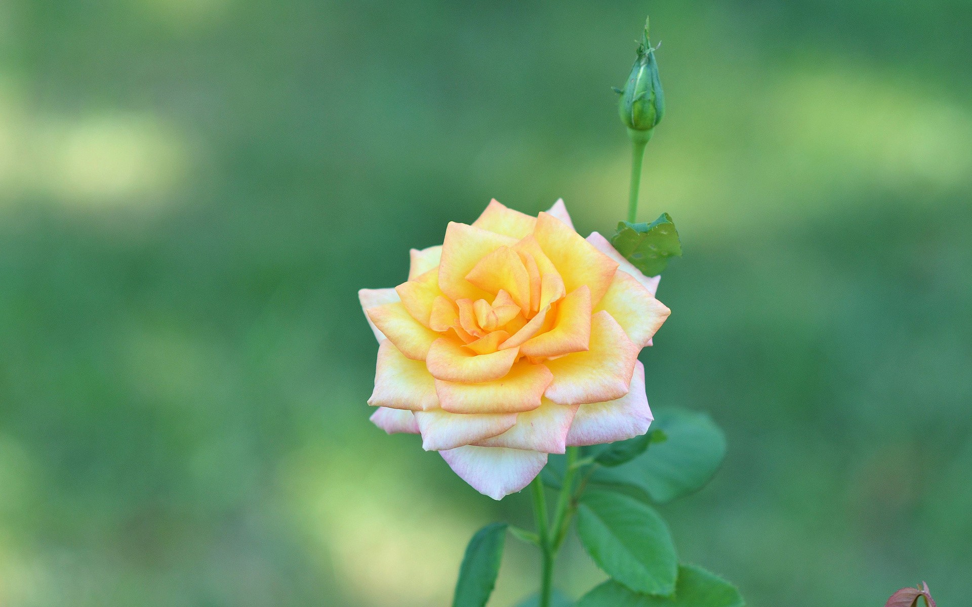 yellow rose in bloom
