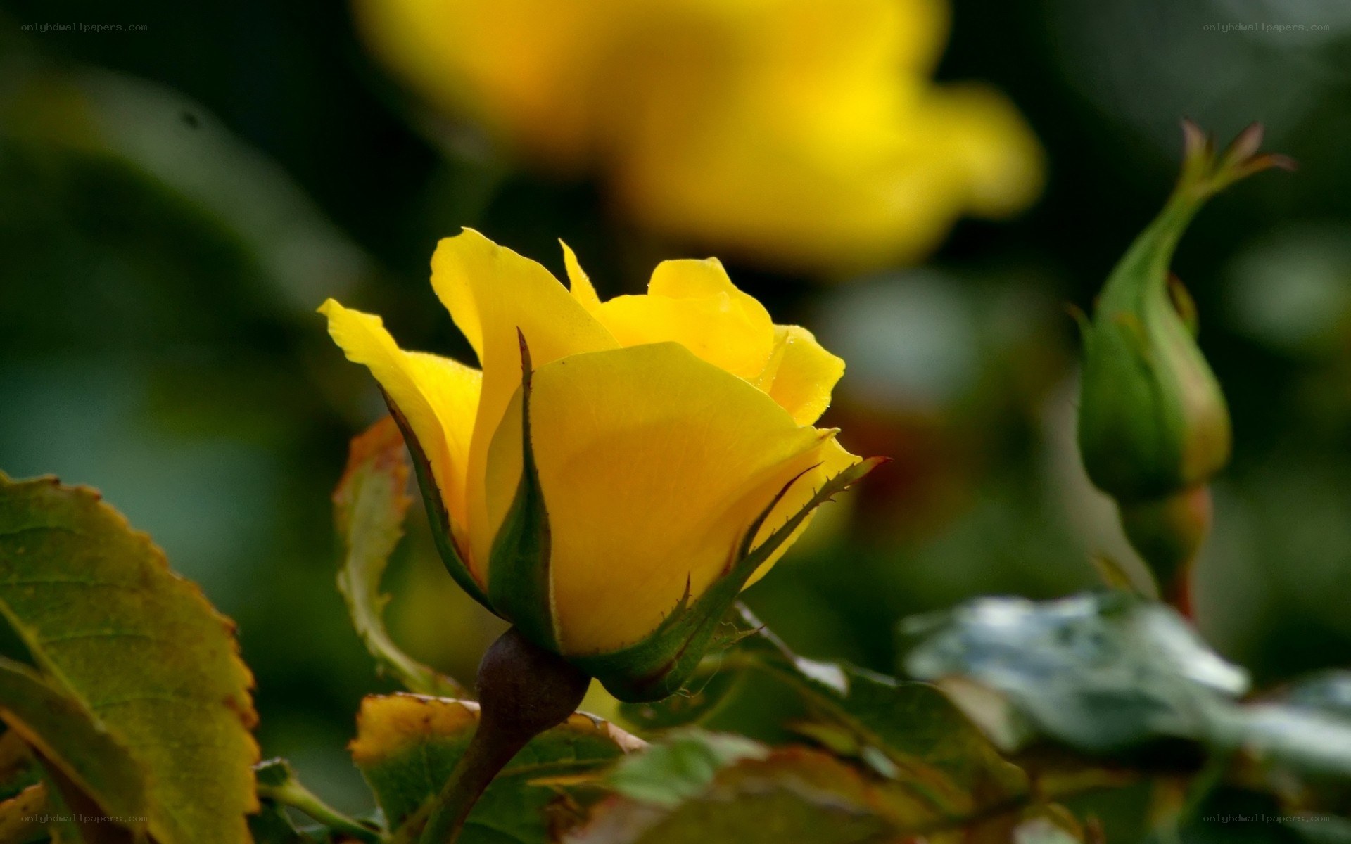 Yellow rose in bloom