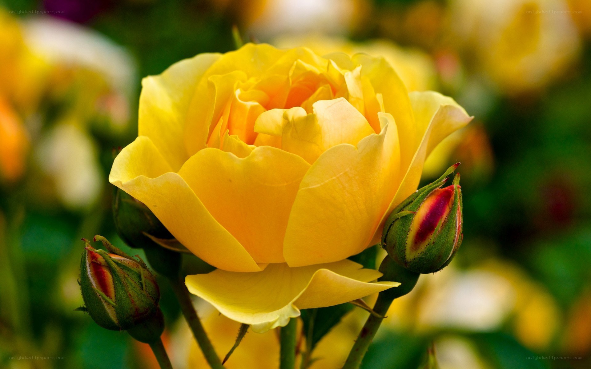Yellow rose in bloom