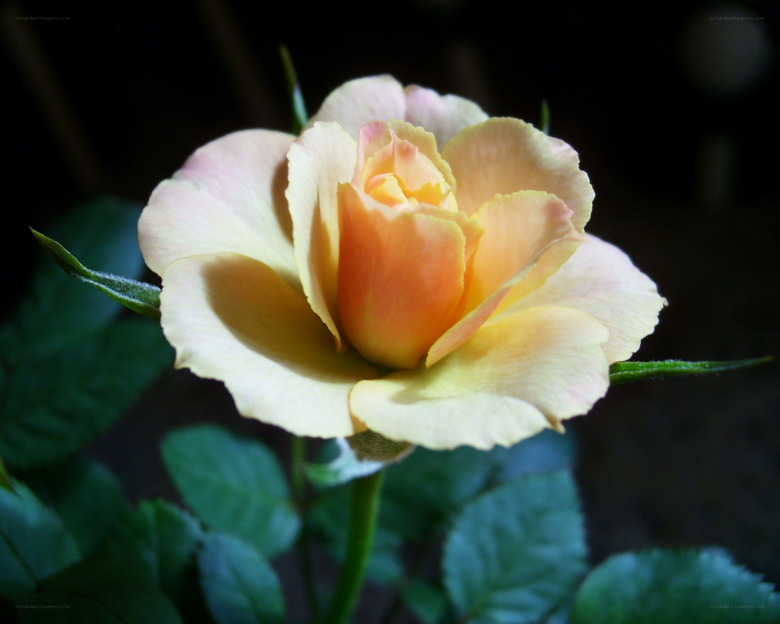 yellow rose in bloom