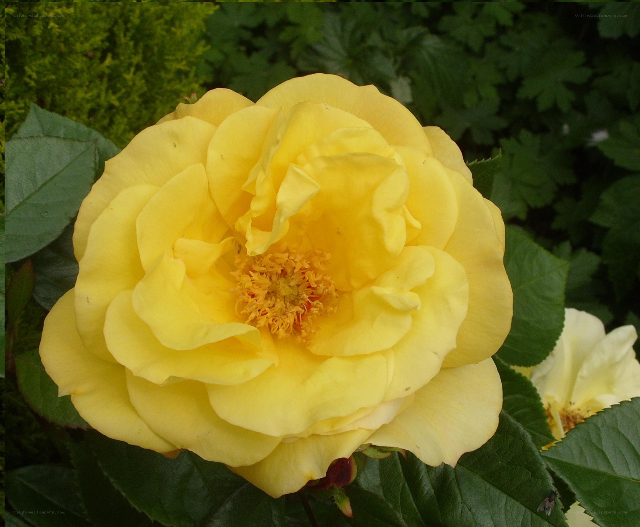 yellow rose in bloom