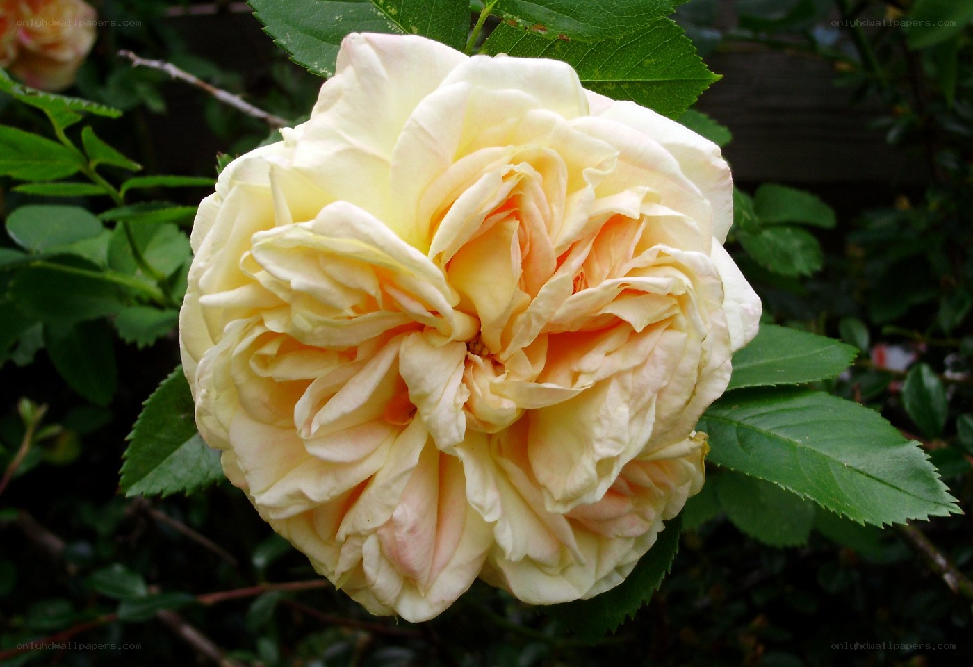 yellow rose in bloom