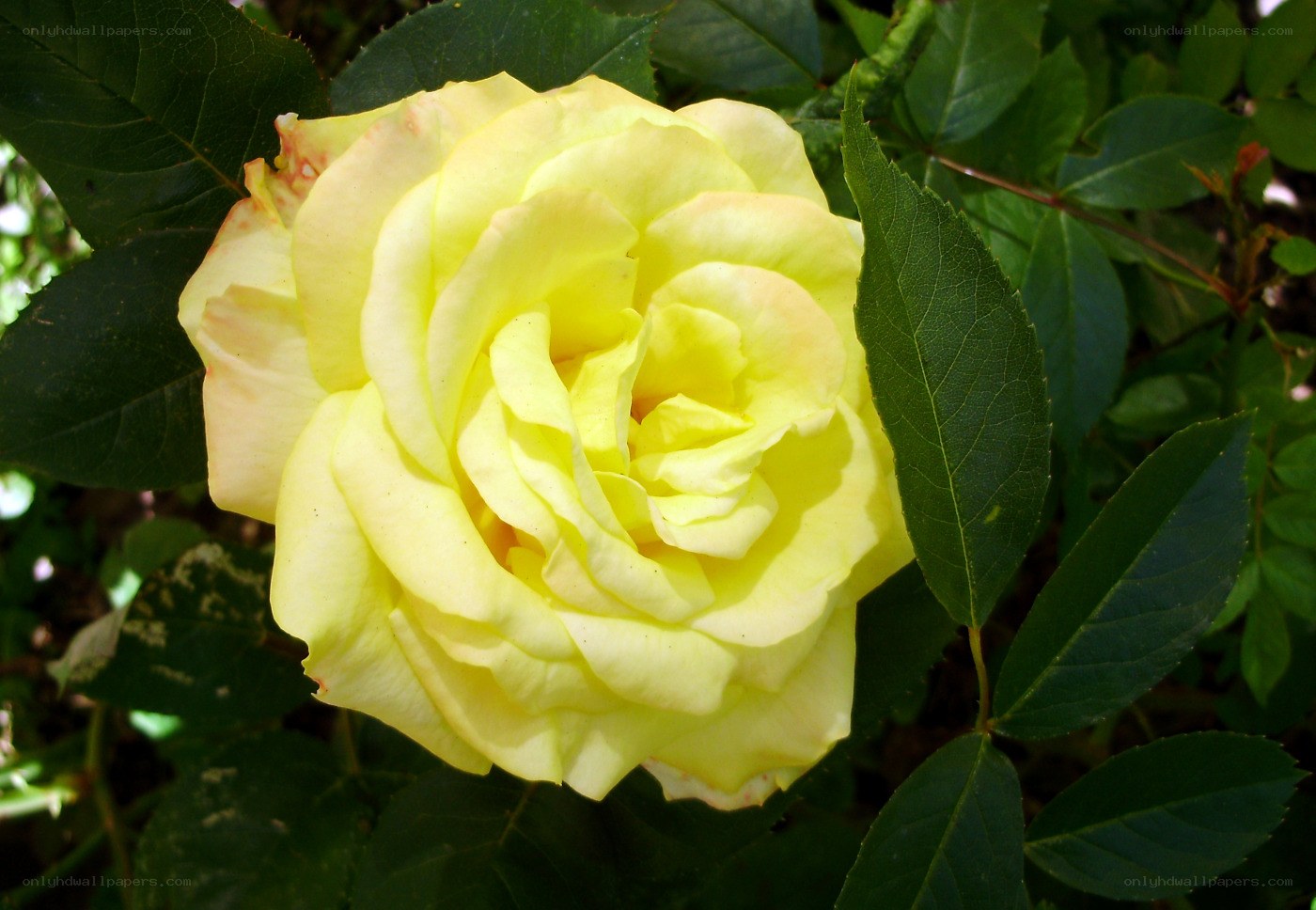 yellow rose in bloom