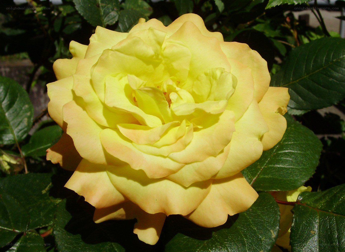 Yellow rose in bloom