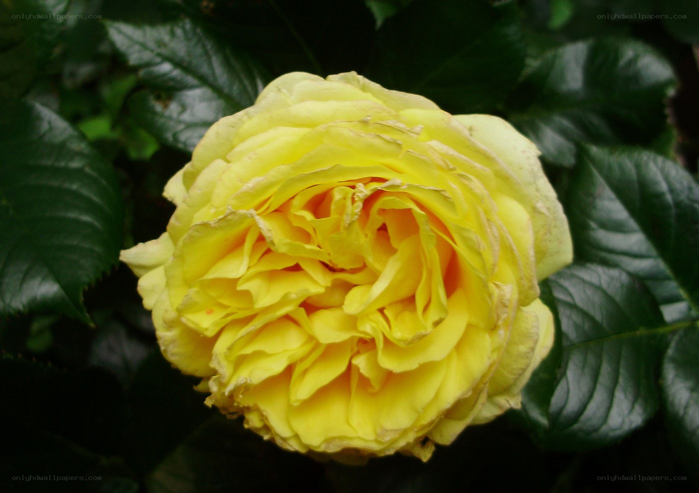 yellow rose in bloom