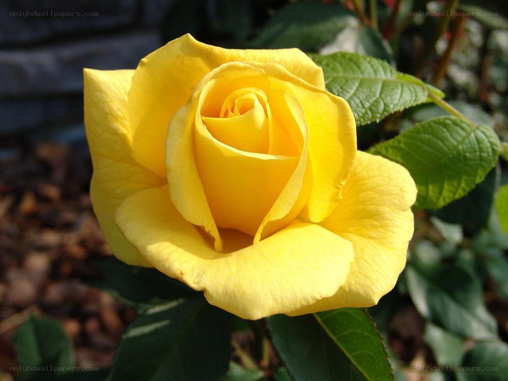 yellow rose in bloom