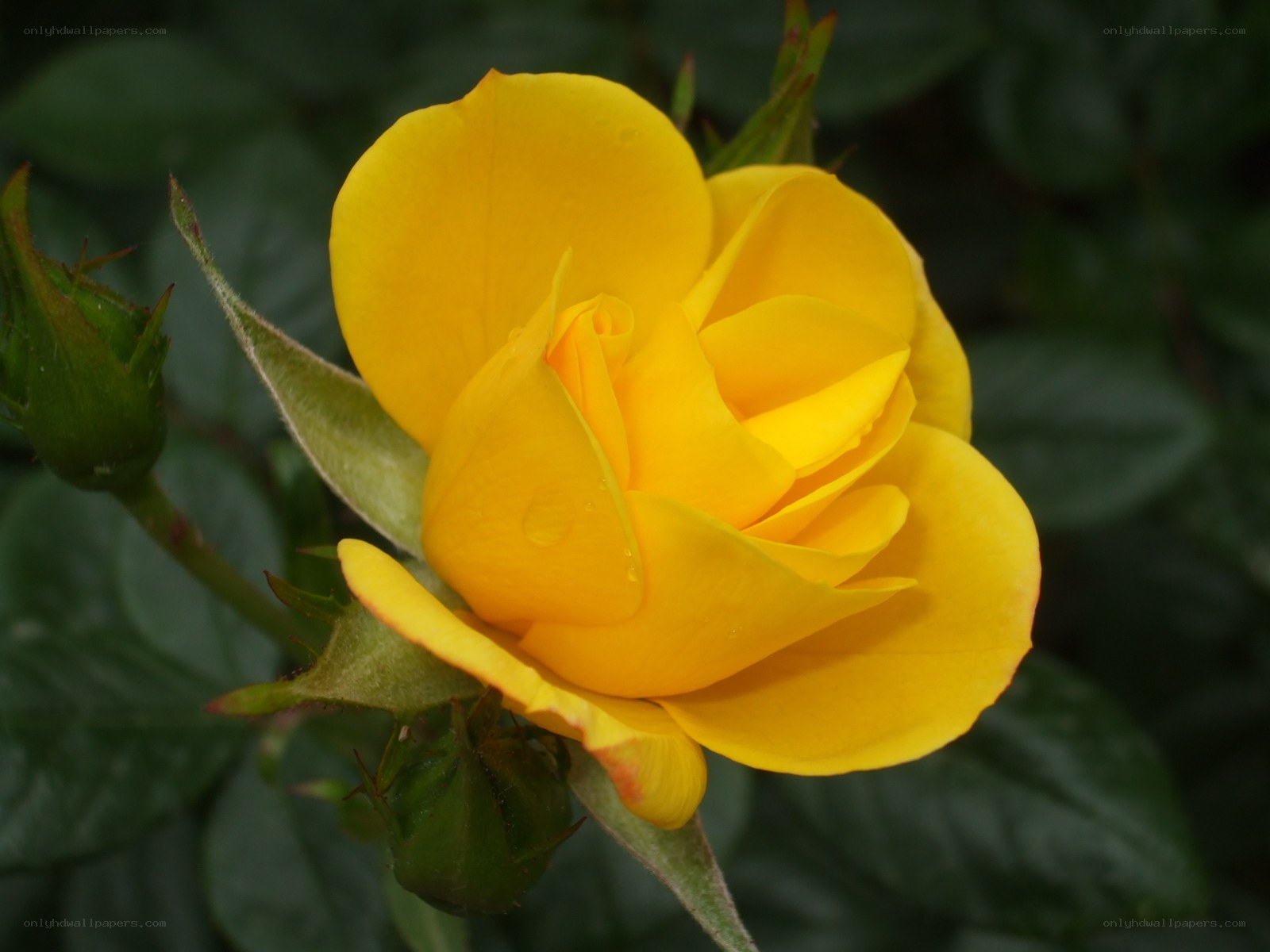 yellow rose in bloom