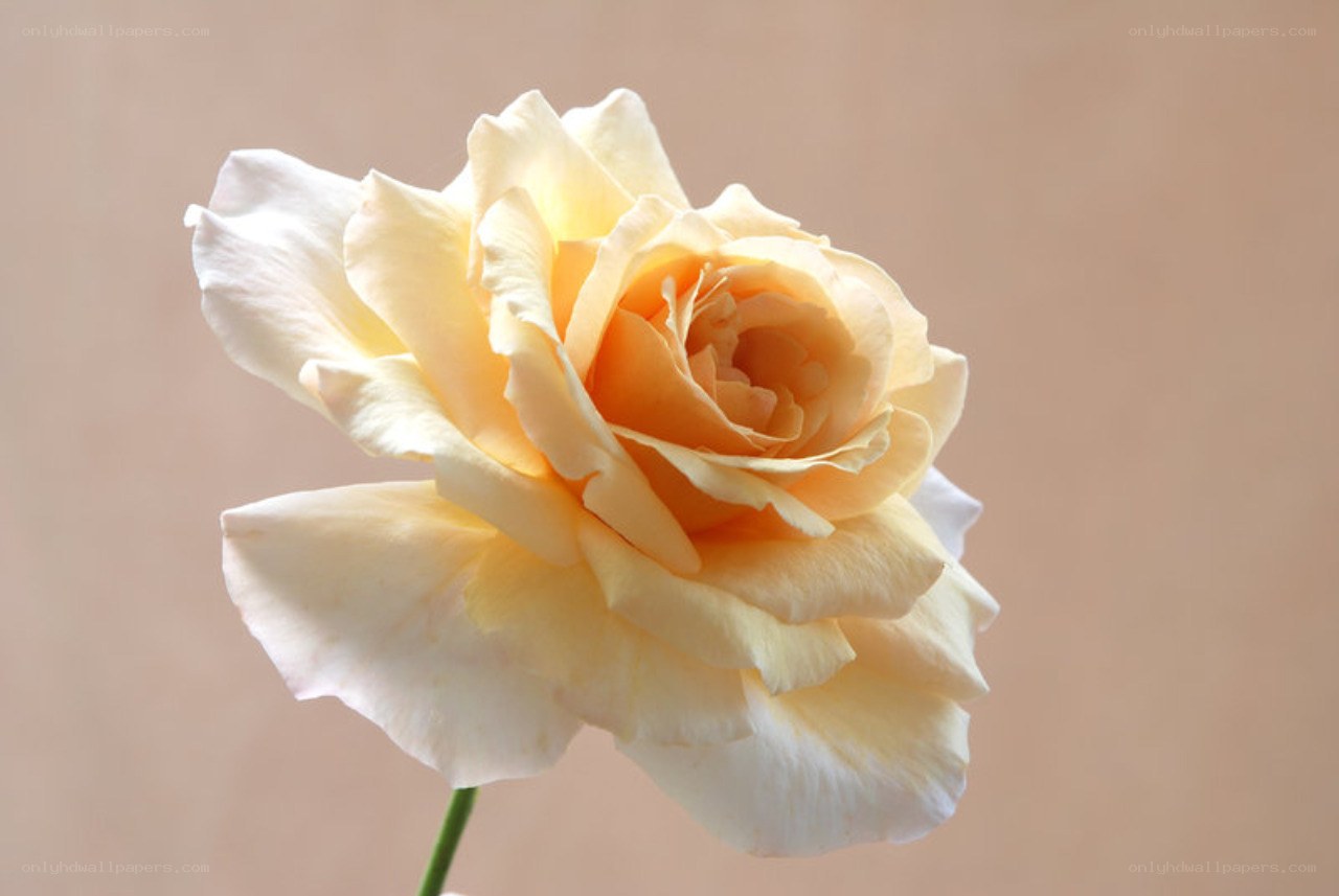 yellow rose in bloom
