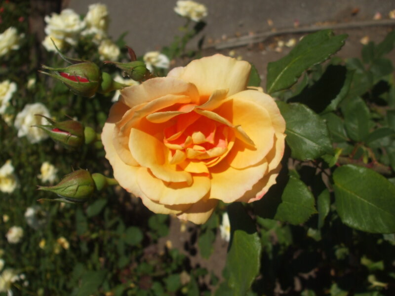 yellow rose in bloom