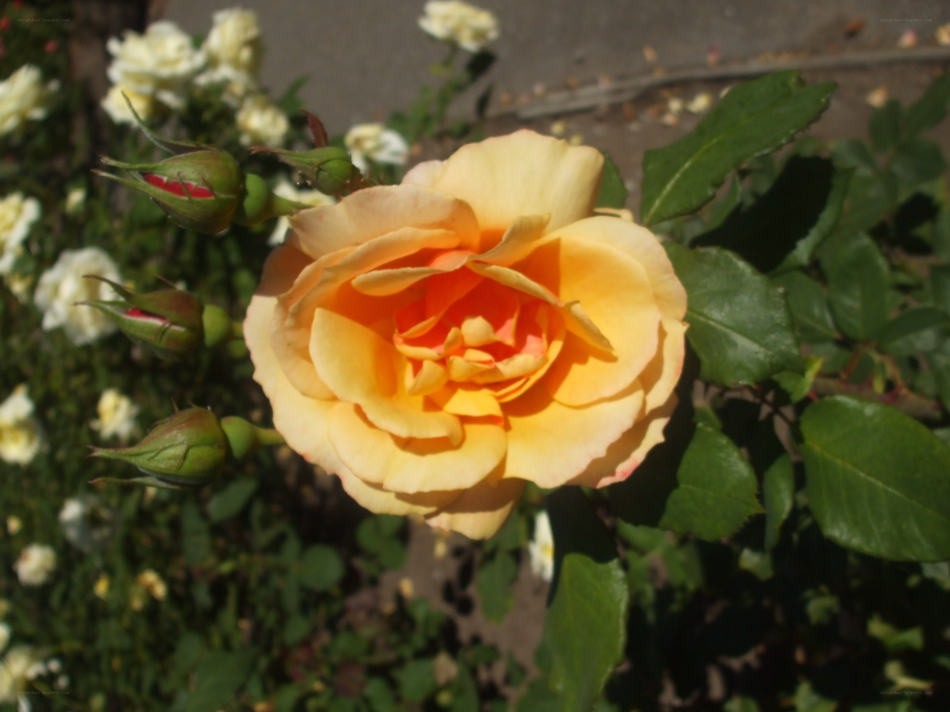 yellow rose in bloom