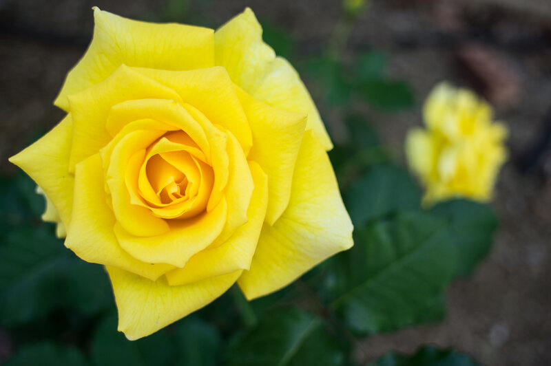 Yellow rose in bloom