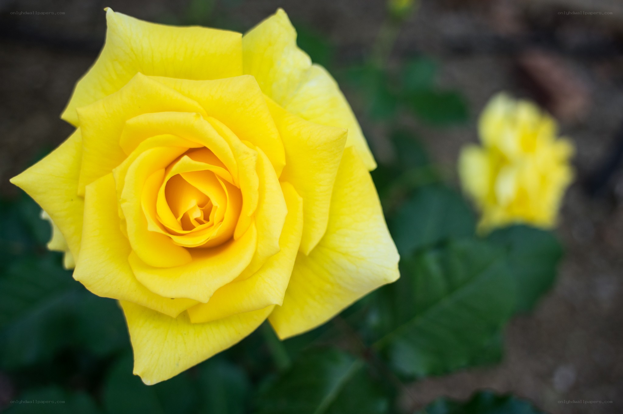 Yellow rose in bloom