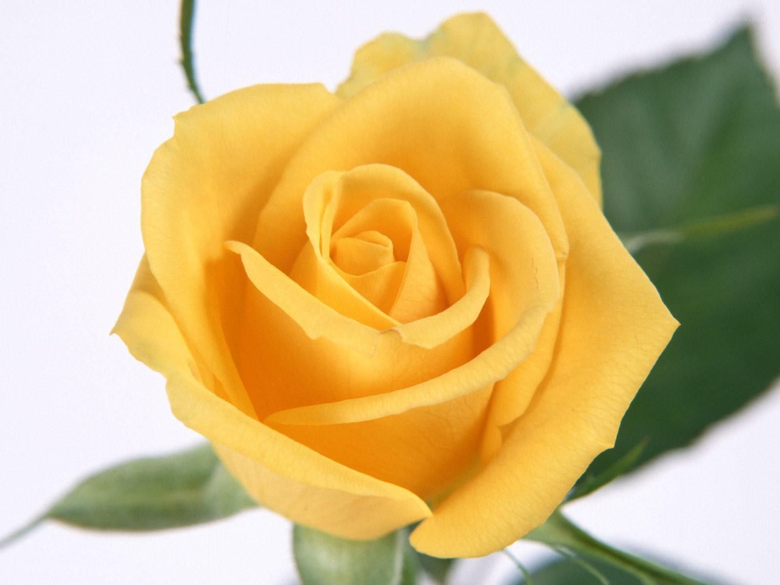 Yellow rose in bloom
