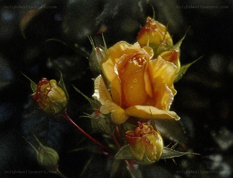Yellow rose in bloom