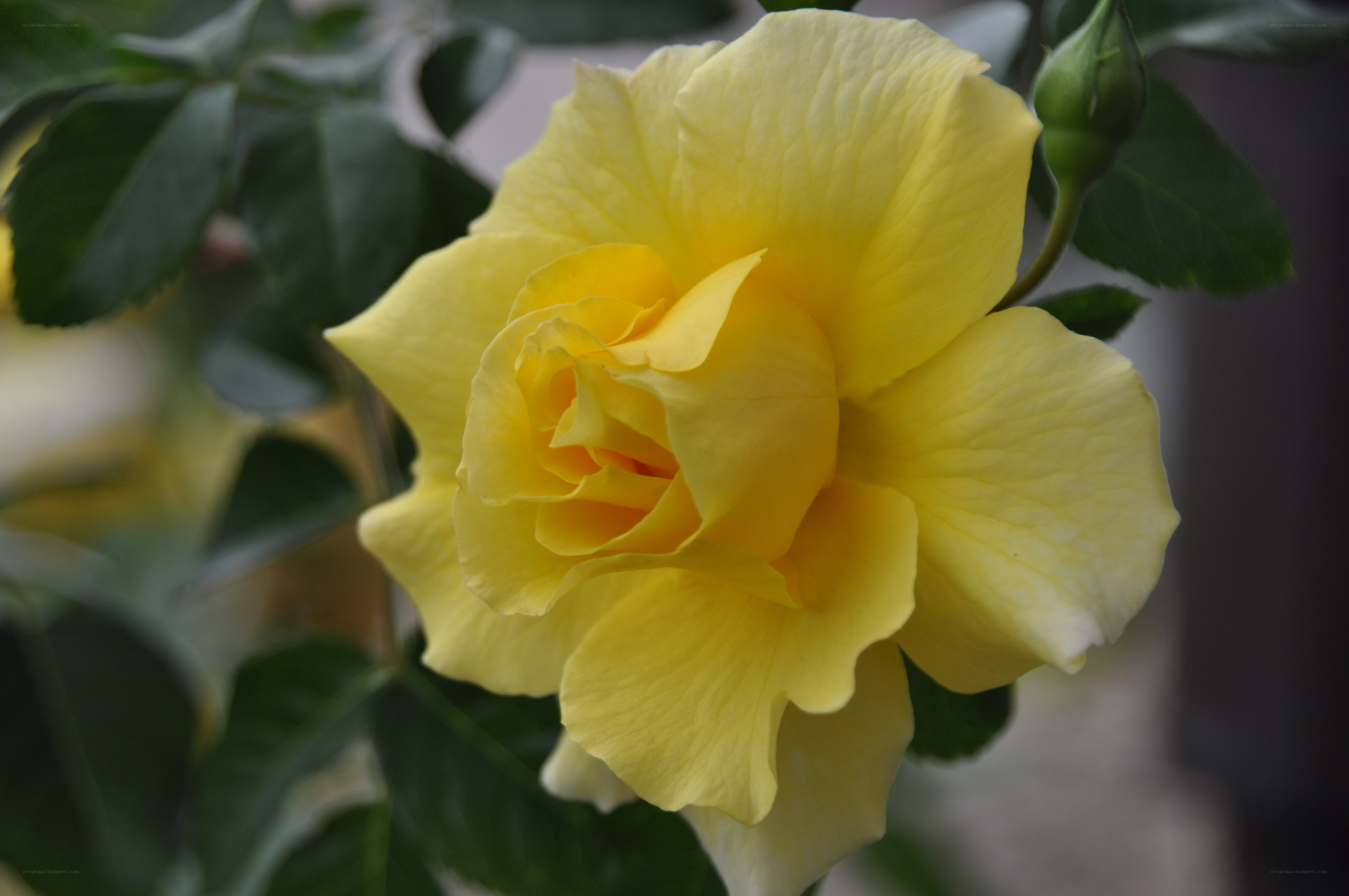 yellow rose in bloom