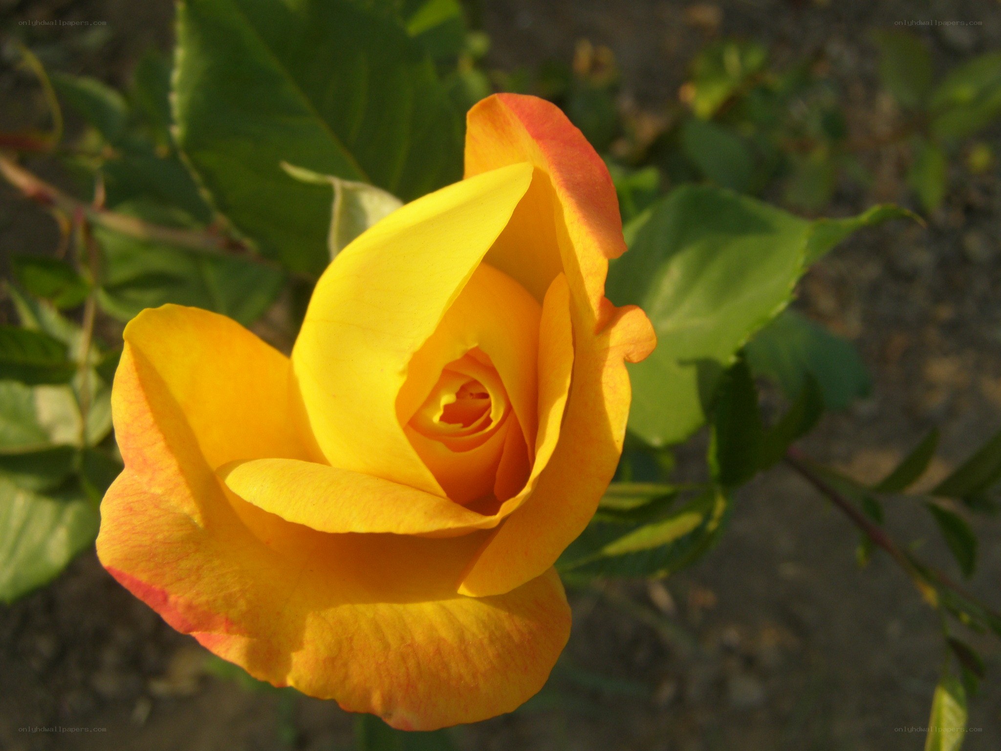 yellow rose in bloom