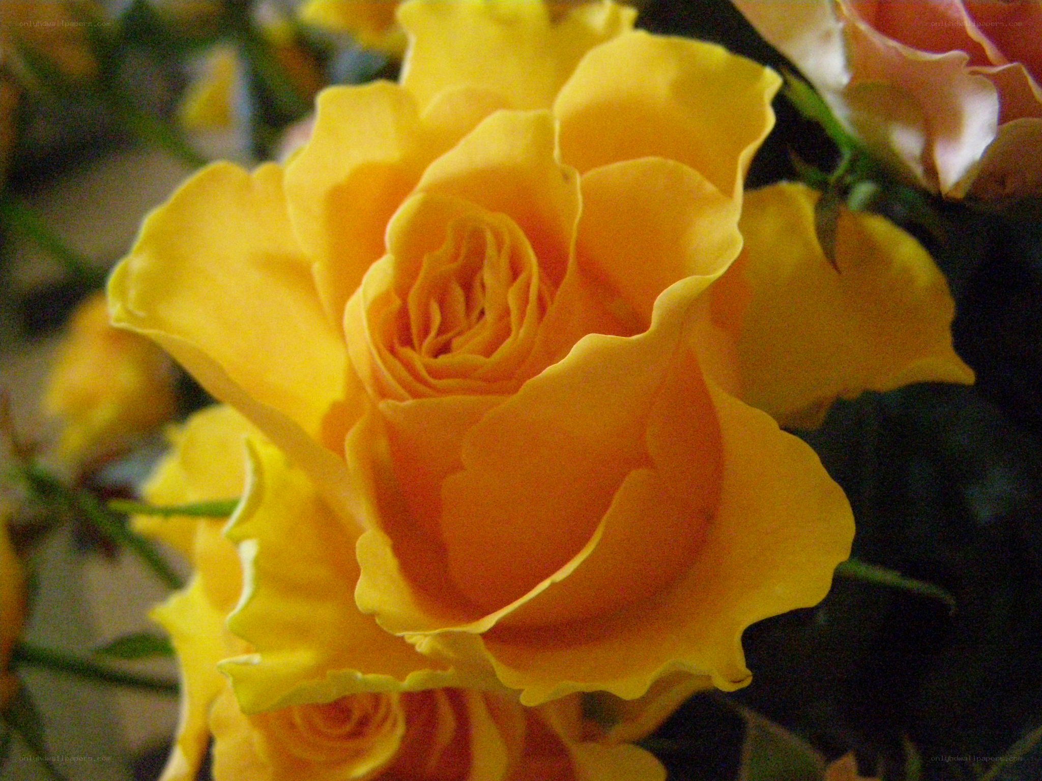 Yellow rose in bloom