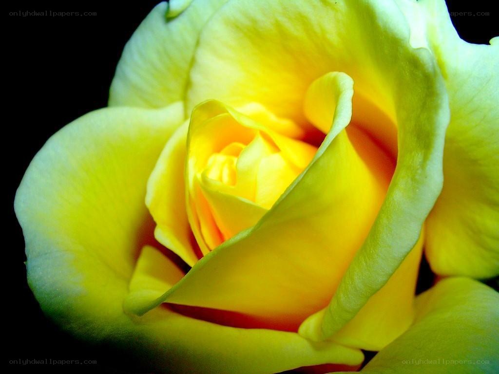 yellow rose in bloom