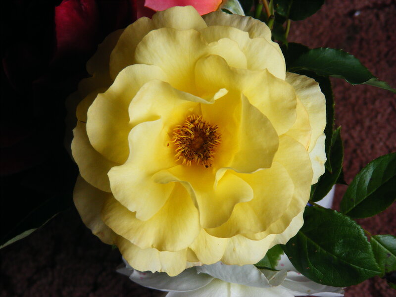 yellow rose in bloom