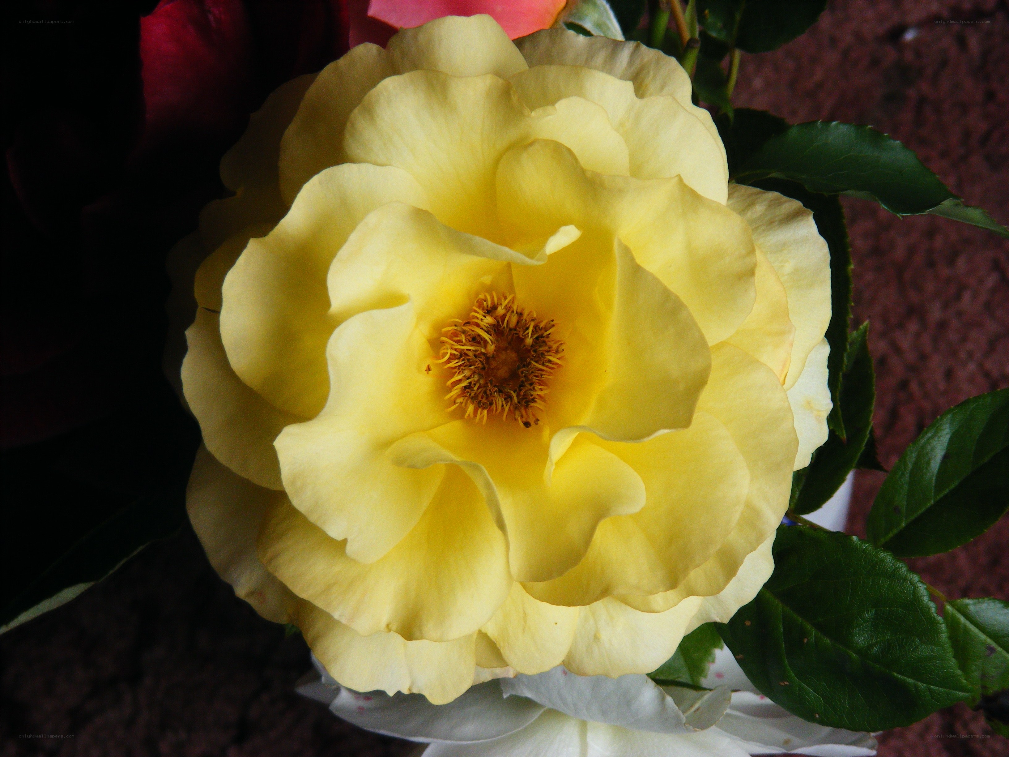 yellow rose in bloom