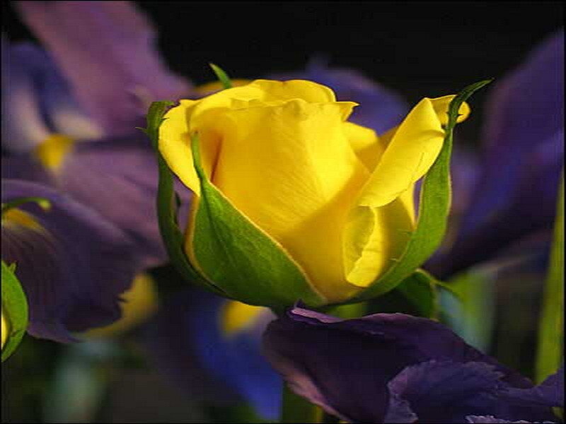 Yellow rose in bloom