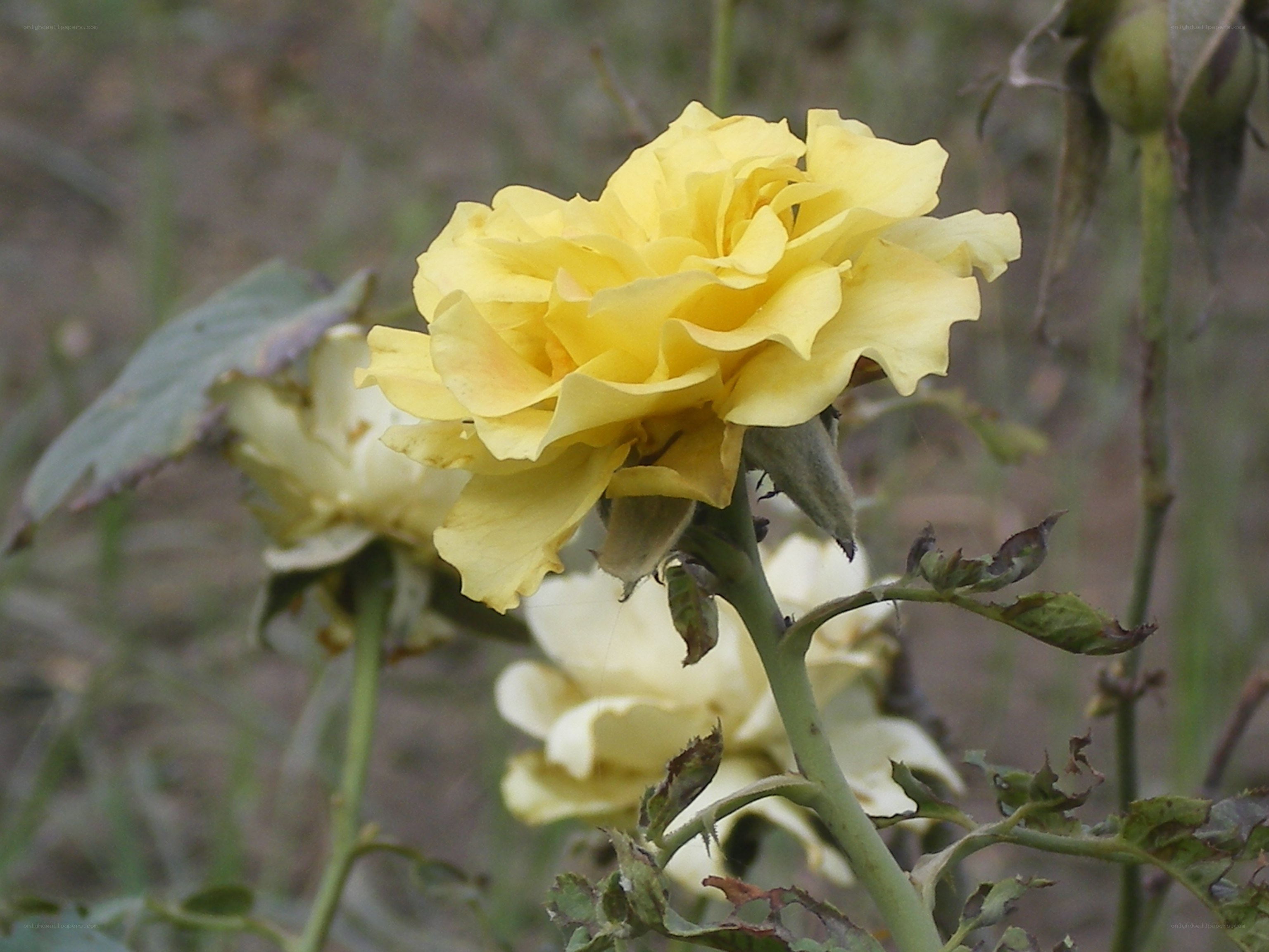 Yellow rose in bloom