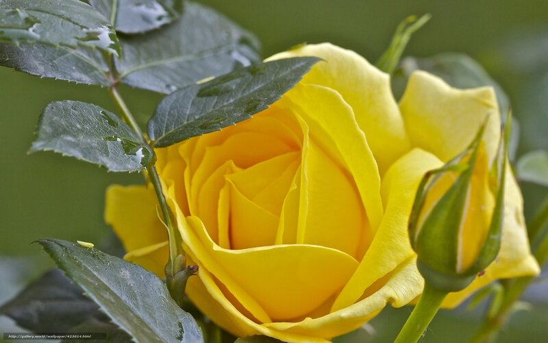 Yellow rose in bloom