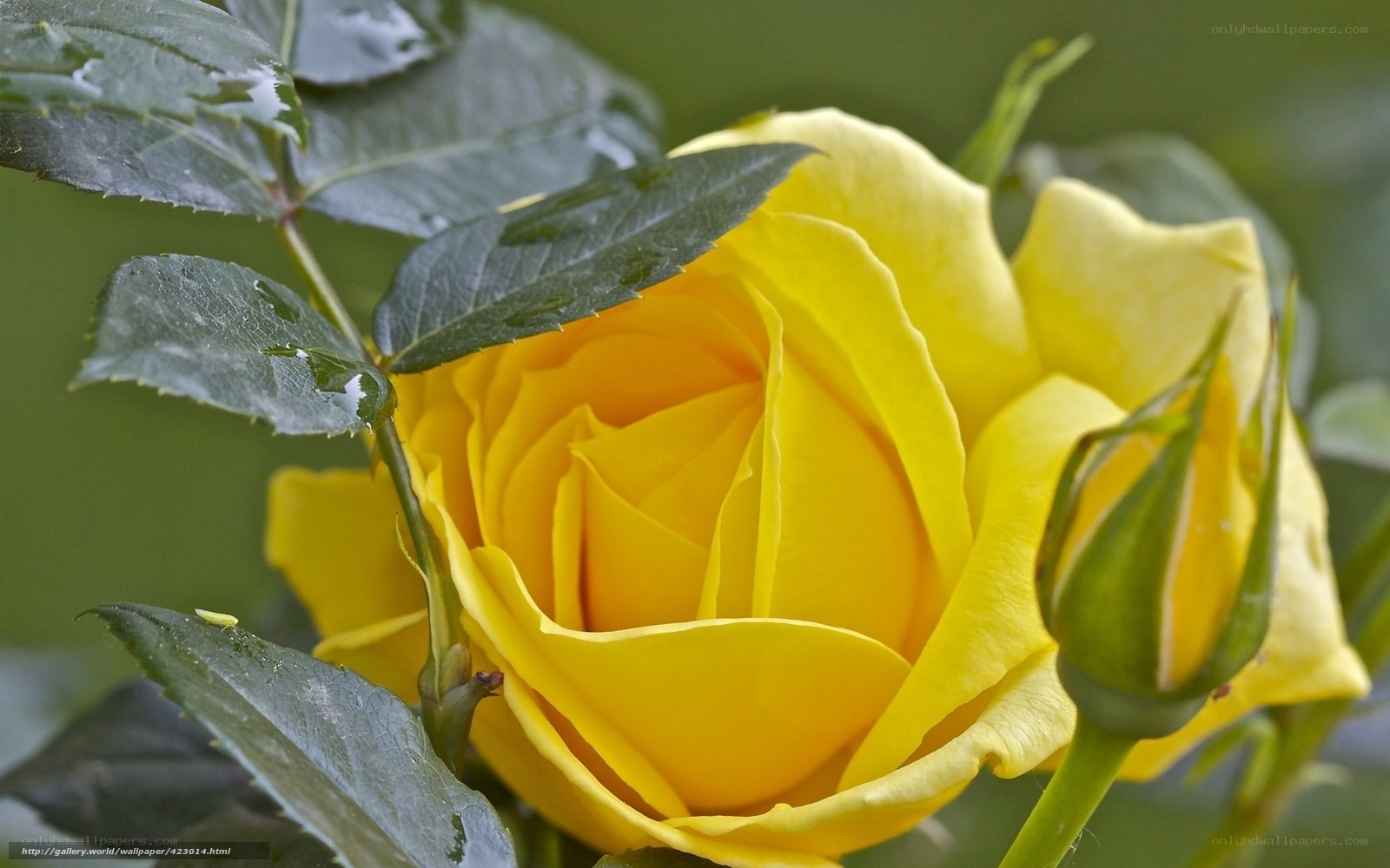 Yellow rose in bloom
