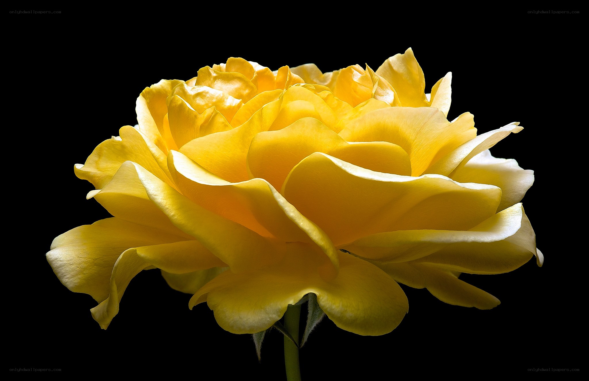 Yellow rose in bloom