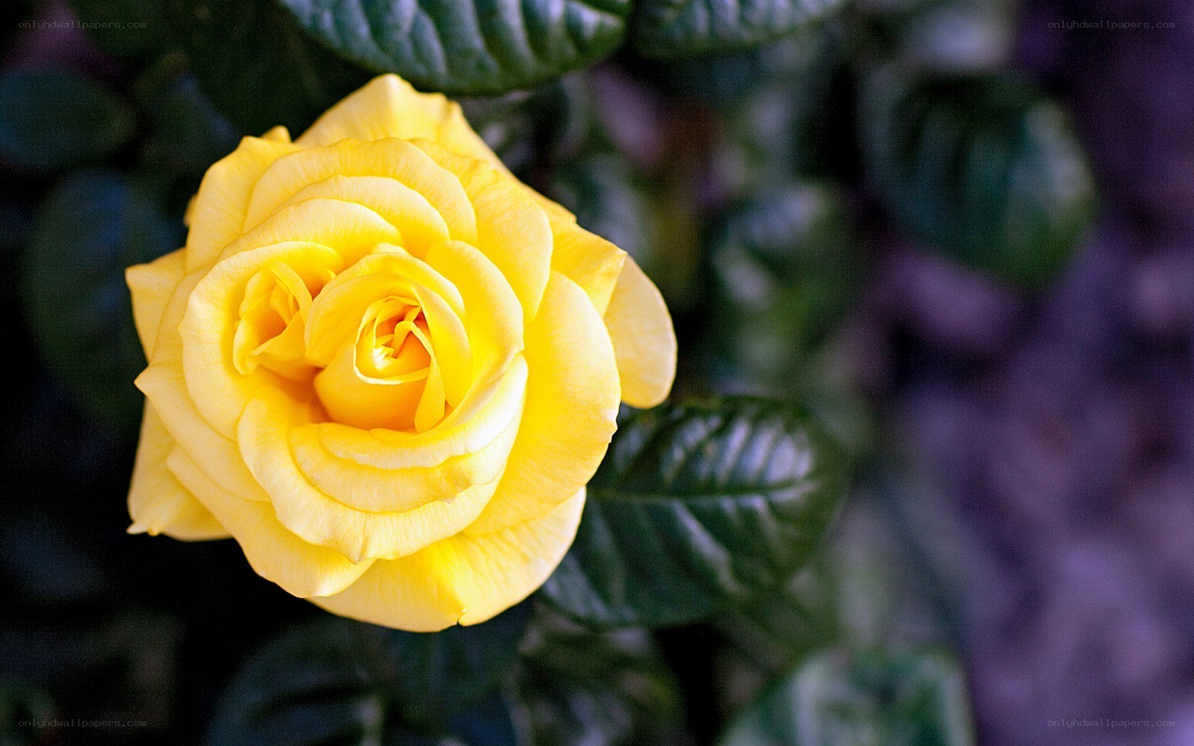 Yellow rose in bloom