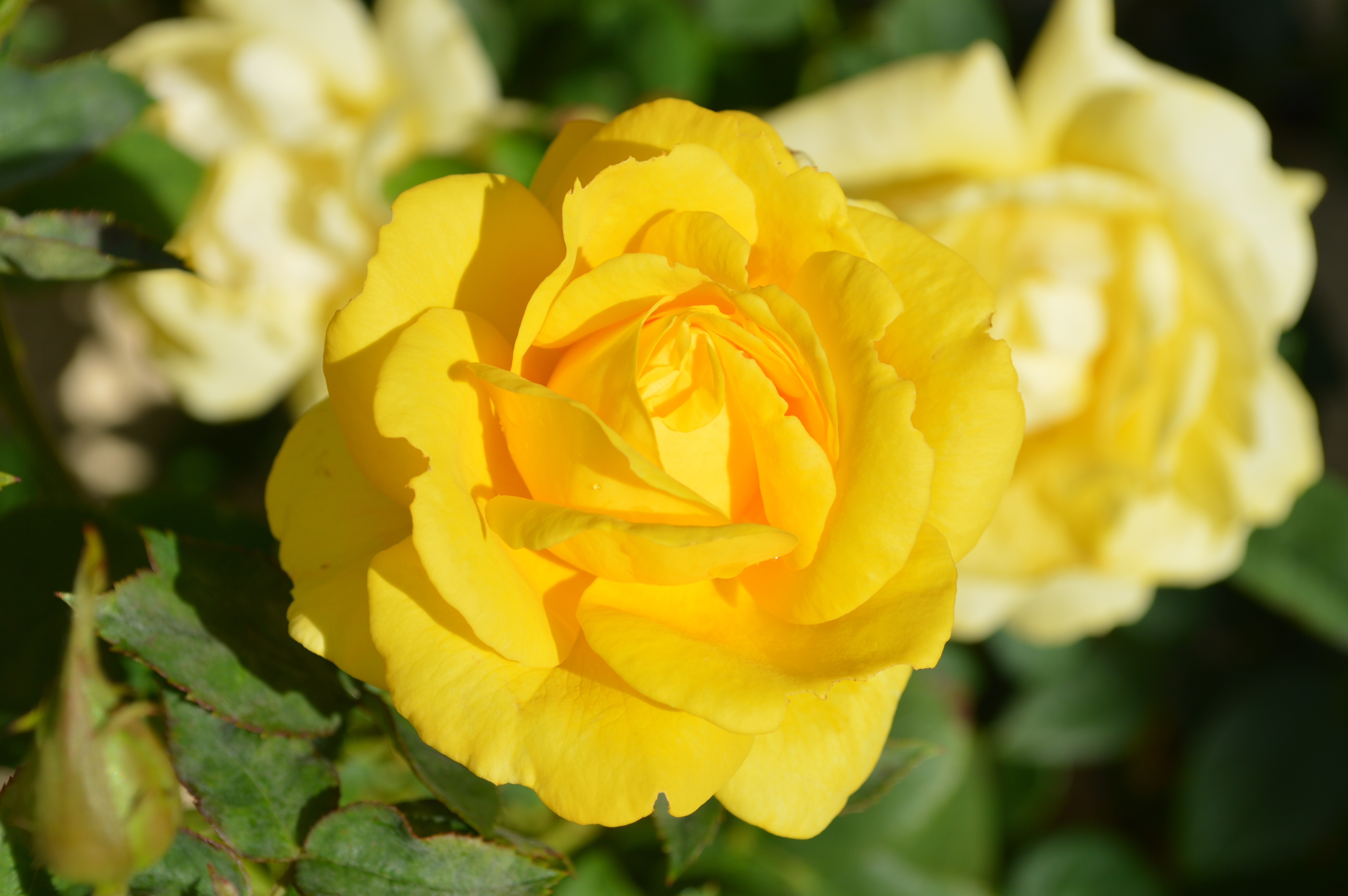 Yellow rose in bloom