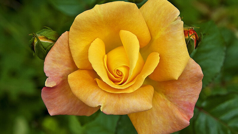 Yellow Rose in Bloom — Calm, Afternoon, Photograph, Bud, Leaves