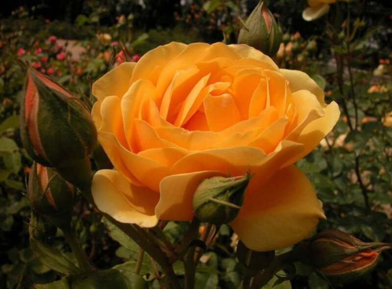 Yellow Rose in Bloom — Calm, Afternoon, Photograph, Buds, Leaves
