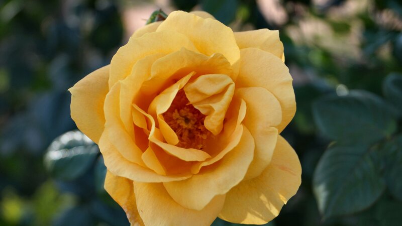Yellow Rose in Bloom — Calm, Afternoon, Photograph, Flower