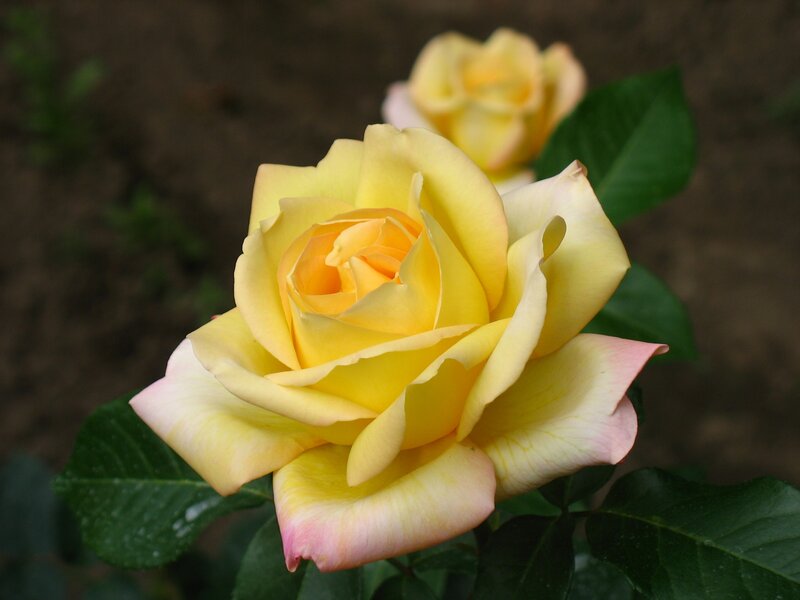 Yellow Rose in Bloom — Calm, Afternoon, Photograph, Green Leaves, Flower Bud