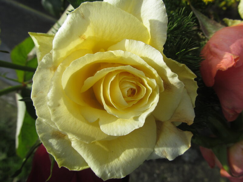 Yellow Rose in Bloom — Calm, Afternoon, Photograph, Green Leaves, Pink Flower