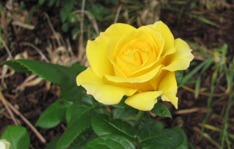 Yellow Rose in Bloom — Calm, Afternoon, Photograph, Green Leaves, Soil, Green