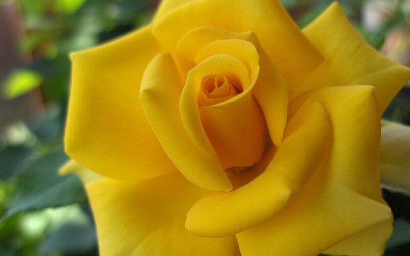 Yellow Rose in Bloom — Calm, Afternoon, Photograph, Petals