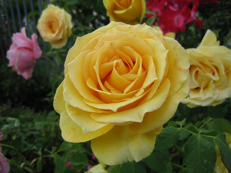 Yellow Rose in Bloom — Calm, Afternoon, Photograph, Pink Rose