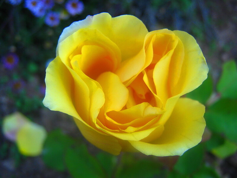 Yellow Rose in Bloom — Calm, Afternoon, Photograph