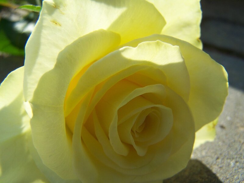 Yellow Rose in Bloom — Calm, Afternoon