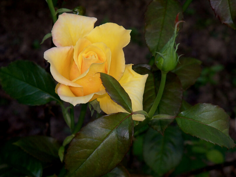 Yellow Rose in Bloom — Calm, Photograph, Bud