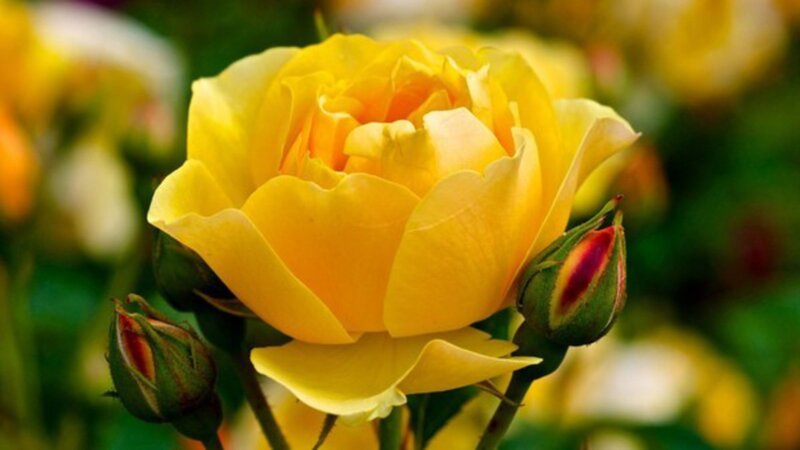 Yellow Rose in Bloom — Calm, Photograph, Buds, Green Leaves