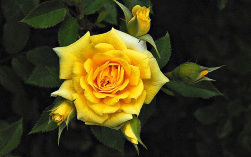 Yellow Rose in Bloom — Calm, Photograph, Buds