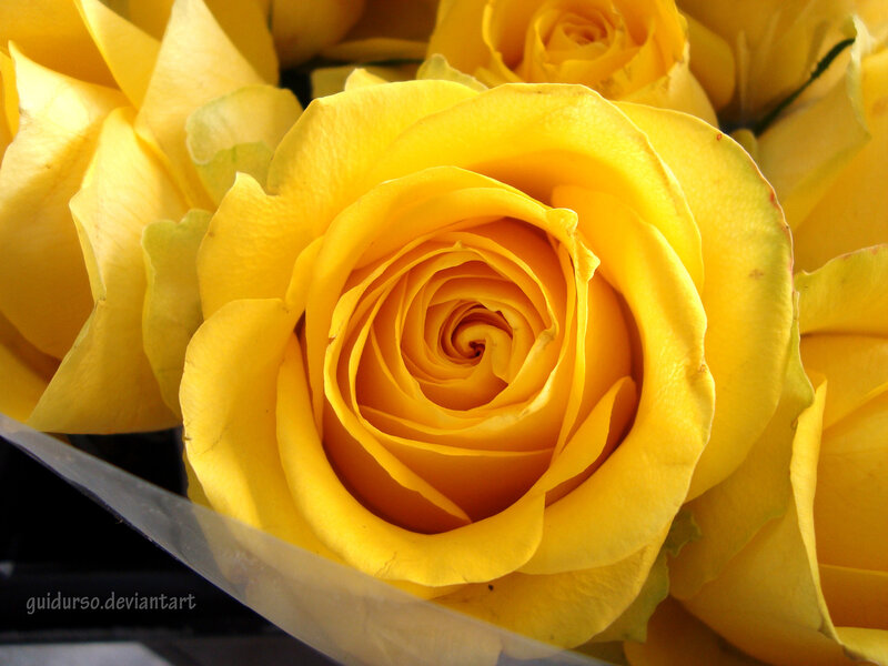 Yellow Rose in Bloom — Calm, Photograph, Flower