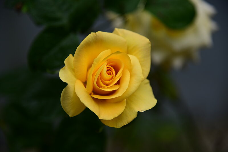 Yellow Rose in Bloom — Calm, Photograph, Green Leaves, Blurred Background