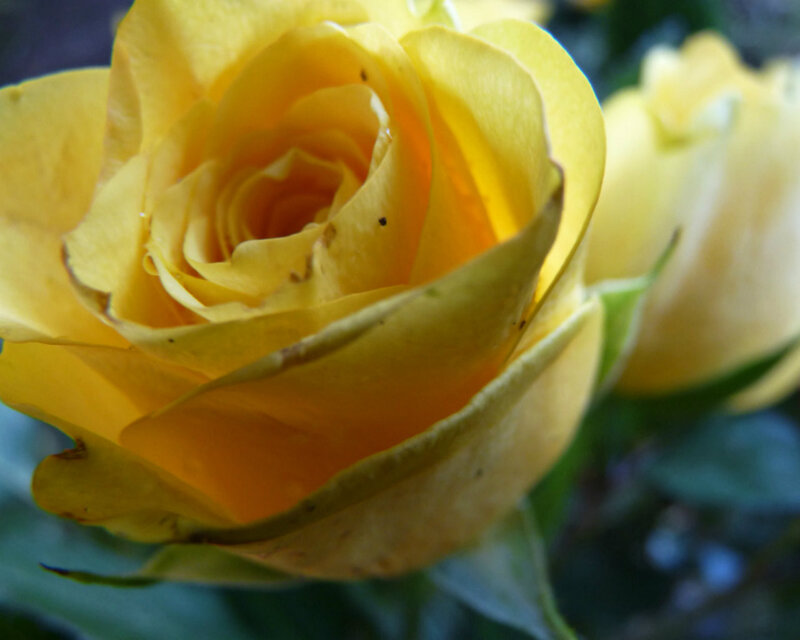 Yellow Rose in Bloom — Calm, Photograph, Green Leaves, Bud